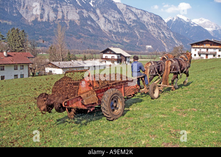 South German Coldblood Pferde (Equus Caballus), ein Team von zwei ziehen einen Miststreuer, Tirol Stockfoto