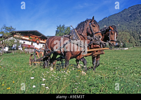 South German Coldblood Pferde (Equus Caballus) ein Team von zwei ziehen ein Mähwerk mit Bauer Hubert Kirchmair. Tirol Stockfoto