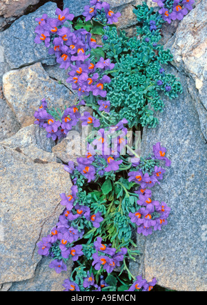 Alpen-Leinkraut (Linaria Alpina), blühende Pflanze Stockfoto