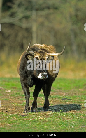 Neu erstellte Auerochsen, Heck-Rinder (Bos Primigenius, Bos Taurus) auf Wiese Stockfoto