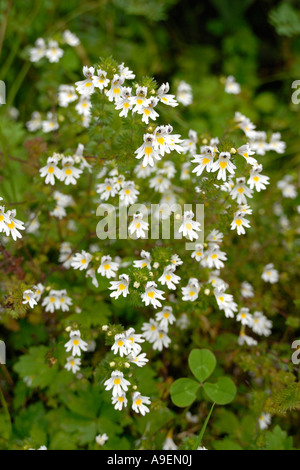 Augentrost (Euphrasia Rostkoviana, Euphrasia Officinalis), Blüte Stockfoto