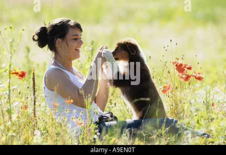 Australian Shepherd (Canis Lupus Familiaris). Junge Frau mit Welpen auf einer blühenden Wiese spielen Stockfoto