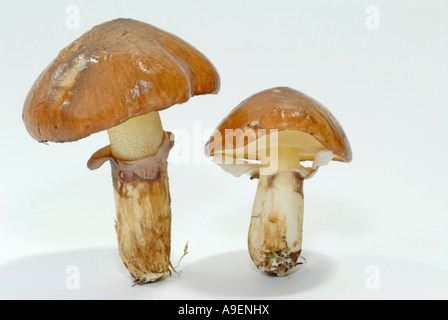 Rutschige Jack, klebrigen Brötchen (Suillus Luteus), Studio Bild Stockfoto