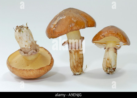 Rutschige Jack, klebrigen Brötchen (Suillus Luteus), Studio Bild Stockfoto