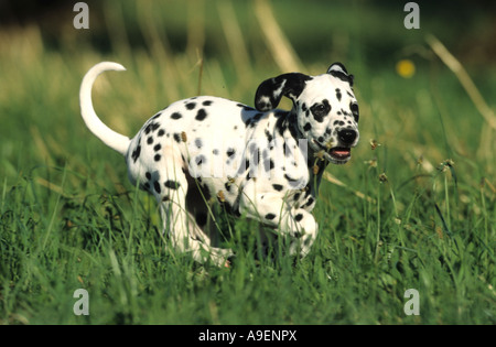 Dalmatiner (Canis Lupus Familiaris), Welpen, die auf der Wiese Stockfoto