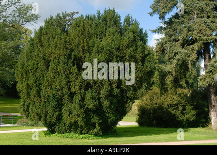 Eiben, englische Eibe (Taxus Baccata) im park Stockfoto