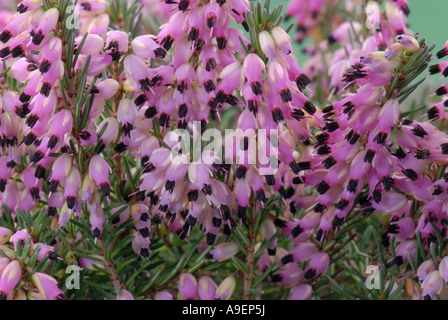 Dale, Darley Heath (Erica X darleyensis), Blüte Stockfoto