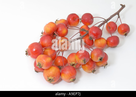 Holzapfel (Malus sp Sorte Evereste), Zweig mit Äpfeln, Studio Bild Stockfoto