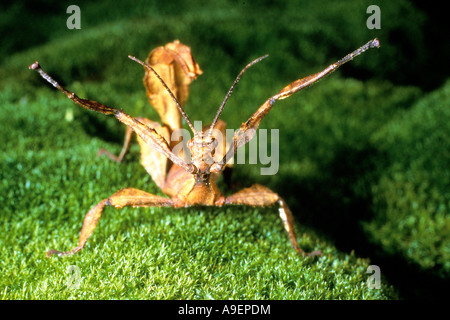 Riesige stacheligen Stabheuschrecke (Extatosoma Tiaratum) auf Moos, droht Stockfoto
