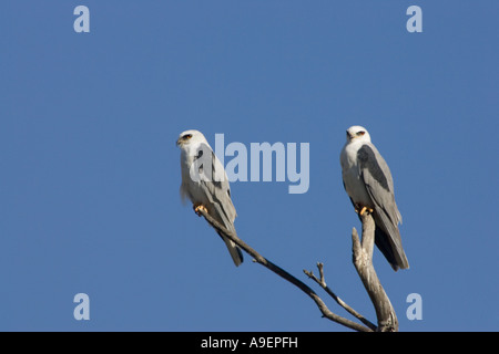 Zwei White Tailed Kites saßen Seite an Seite Stockfoto