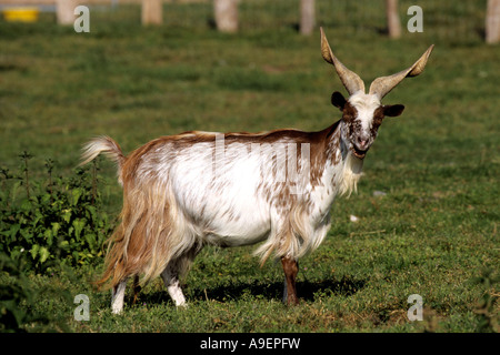 Hausziege (Capra Hircus), züchten: Girgentana, Billy Stockfoto