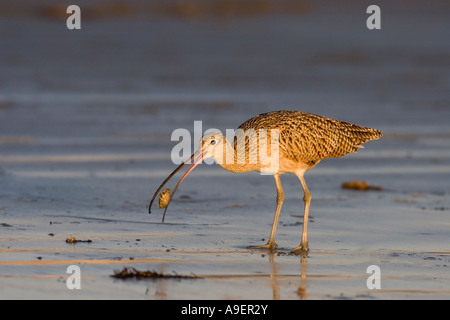 Lange fakturierte Brachvogel Essen Sand Crab Stockfoto