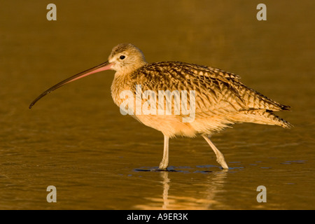 Lange fakturierte Brachvogel im Wasser Stockfoto