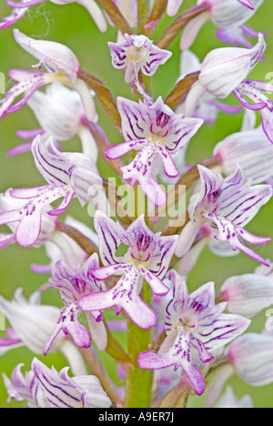 Militärische Orchidee, Soldat Orchidee (Orchis Militaris), Blumen Stockfoto