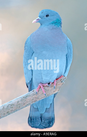 Taube, Hohltaube (Columba Oenas) thront auf Zweig auf Lager Stockfoto