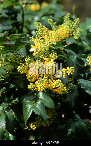 Mahonie (Mahonia Aquifolium), steht die Blüte Stockfoto