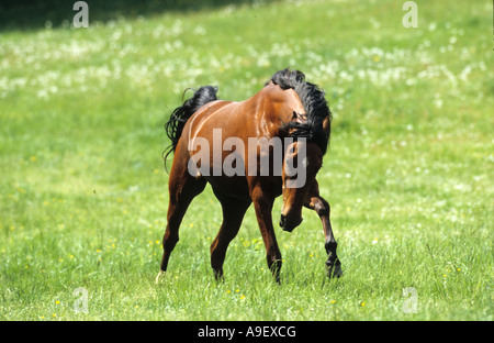 Mangalarga Marchador (Equus Caballus). Bedrohlich Hengst im Galopp über eine Wiese Stockfoto