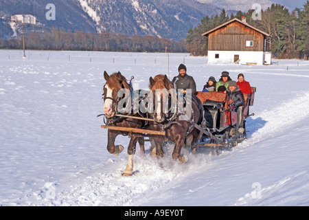 South German Coldblood Pferde (Equus Caballus). Ein Team von zwei Schlitten ziehen Stockfoto