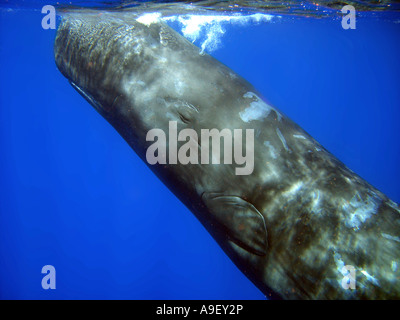 Pottwal (Physeter Macrocephalus, Physeter Catodon), junger Stier Stockfoto