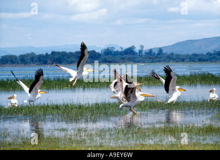 Pelikane fliegen am Lake Naivasha in Kenia Afrika Stockfoto