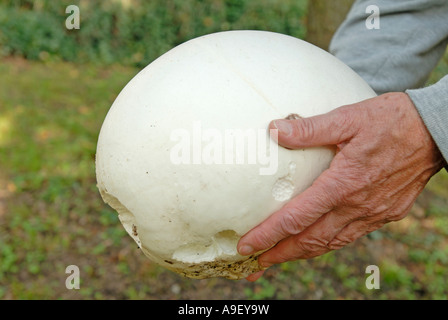 Giant Puffball (Langermannia Gigantea, Calvatia Gigantea) von Händen gehalten Stockfoto