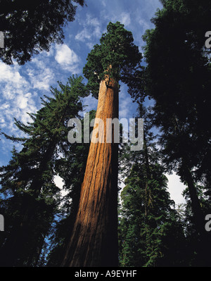 Niedrigen Winkel Schuss von Giant Sequoia Baum Kings Canyon Nationalpark Kalifornien USA Stockfoto