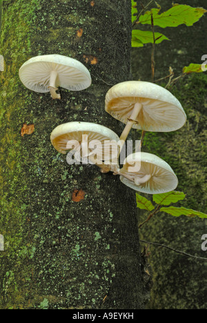 Porzellan-Pilz (Oudemansiella Mucida), Gruppe auf Baumstamm Stockfoto