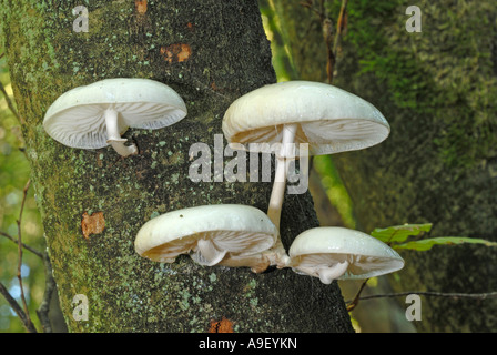 Porzellan-Pilz (Oudemansiella Mucida), Gruppe auf Baumstamm Stockfoto