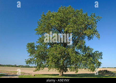 Schwarz-Pappel (Populus Nigra), einsamer Baum im Sommer Stockfoto