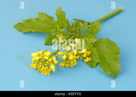 Weißer Senf (Sinapis Alba), Stiele, Studio Bild Stockfoto