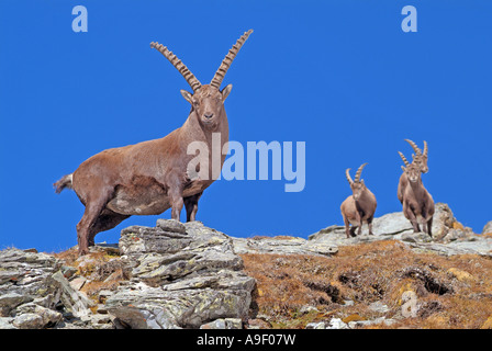 Alpensteinbock (Capra Ibex), vier Männer auf einem Berg Stockfoto