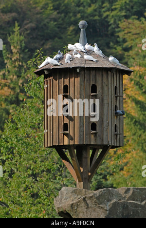 Haustauben (Columba Livia Domestica) am Taubenschlag Stockfoto