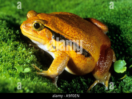 Falsche Tomatenfrosch (Dyscophus Guineti) Stockfoto