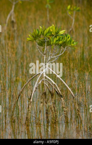 Rote Mangroven Rhizophora mangle Everglades Nationalpark - Florida - USA Stockfoto