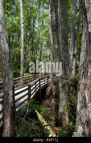 Promenade durch ein Cypress Swamp Corkscrew Swamp - Florida - USA Stockfoto