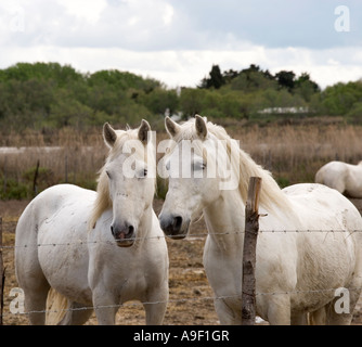 Frankreich französische EU Europäische Union Europa westlichen Arles EWG Süden Camargue Stockfoto