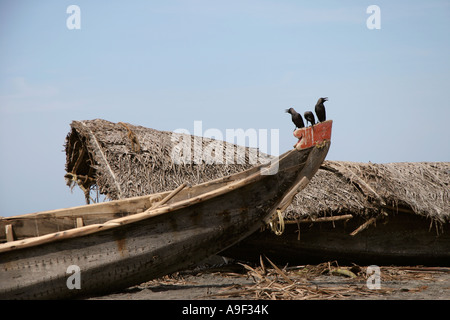 Vögel warten, für die Fischer ihren Fang auf den Bug von einem Fischerboot am Strand in Varkala, Kerala, Südindien bringen Stockfoto