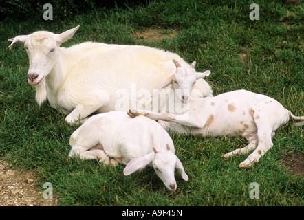 Ziegen, Nanny Goat Mutter und zwei Kinder, Tiere, häusliche, charmante Familiengruppe, liebenswert, ansprechend Stockfoto