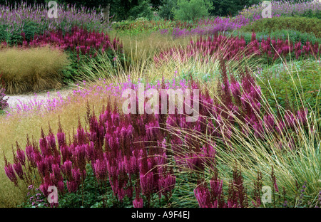 Pensthorpe Millennium Garten Gräser Astilbe Purpurlanze, Norfolk, Designer Piet Oudolf, Prärie, Masse Einpflanzen, Grenzen Stockfoto