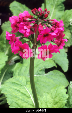 Primula Japonica 'Millers Crimson' Kandelaber Primel, crimson, rote Blüten, Gartenpflanze Primeln Primulae Stockfoto