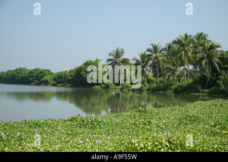 Wasserhyazinthe wächst am Rande der Vembanad See in der Nähe von Kochi (Cochin), Kerala, Südindien Stockfoto