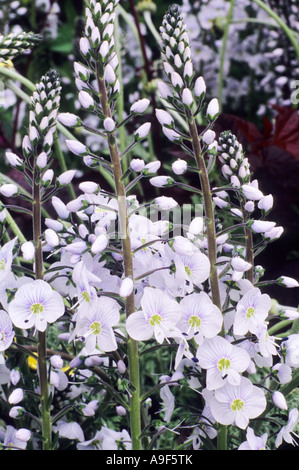 Veronica Gentianoides 'Tissington White', weiße Blüten, Gartenpflanze Stockfoto