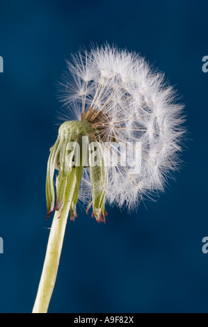 Die Hälfte einer Löwenzahn Uhr zeigt Samen Stockfoto