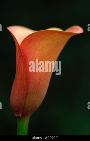 Mango-Sorbet Calla Lily. Die Blume ist symbolisch für 6. Hochzeitstag. Stockfoto
