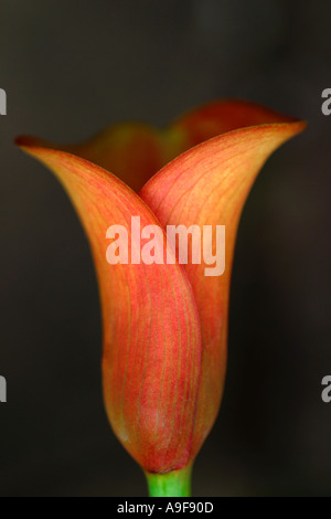 Mango-Sorbet Calla Lily. Blume, der sechsten Hochzeitstag zu feiern Stockfoto