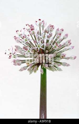 Allium, dekorative Blüte Zwiebel Kopf, Makroaufnahme Blütenknospen. Stockfoto
