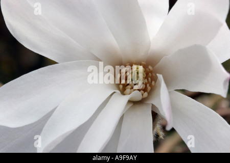 Stern-Magnolie - Magnolia Stellata Rosea Stockfoto