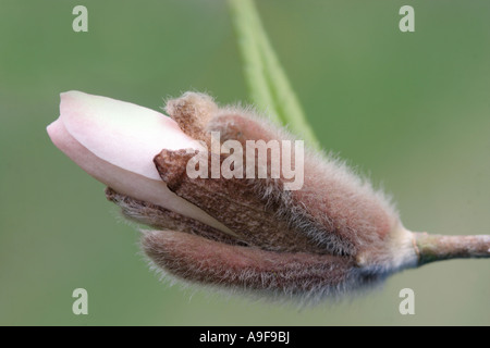 Stern-Magnolie - Magnolia Stellata Rosea Stockfoto