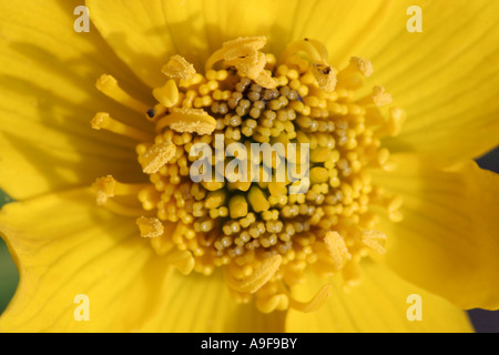 Marsh Marigold - Caltha palustris Stockfoto