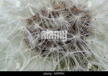 Löwenzahn - Taraxacum officinale Stockfoto